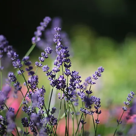 Ξενοδοχείο Diana Garni 3*