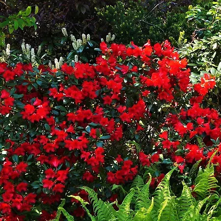 ホテル Diana Garni 3*