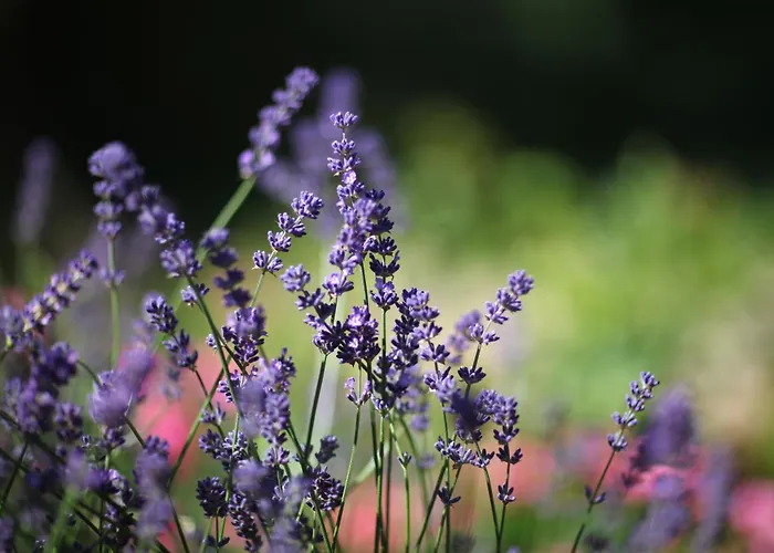 Hotell Diana Garni 3*